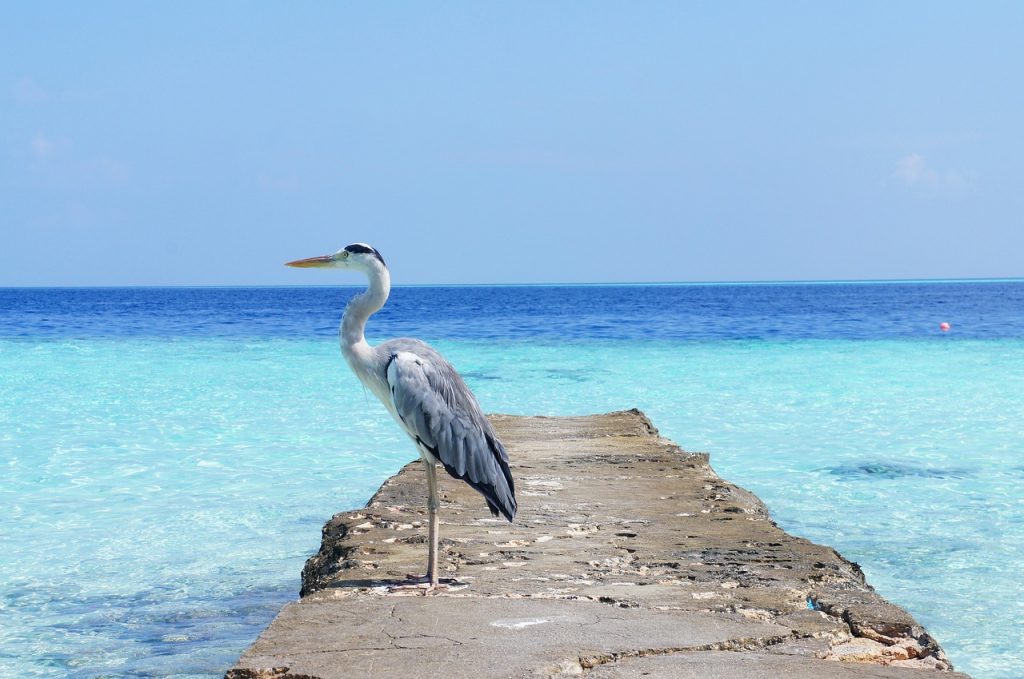 Maldives travel tips, the top ten